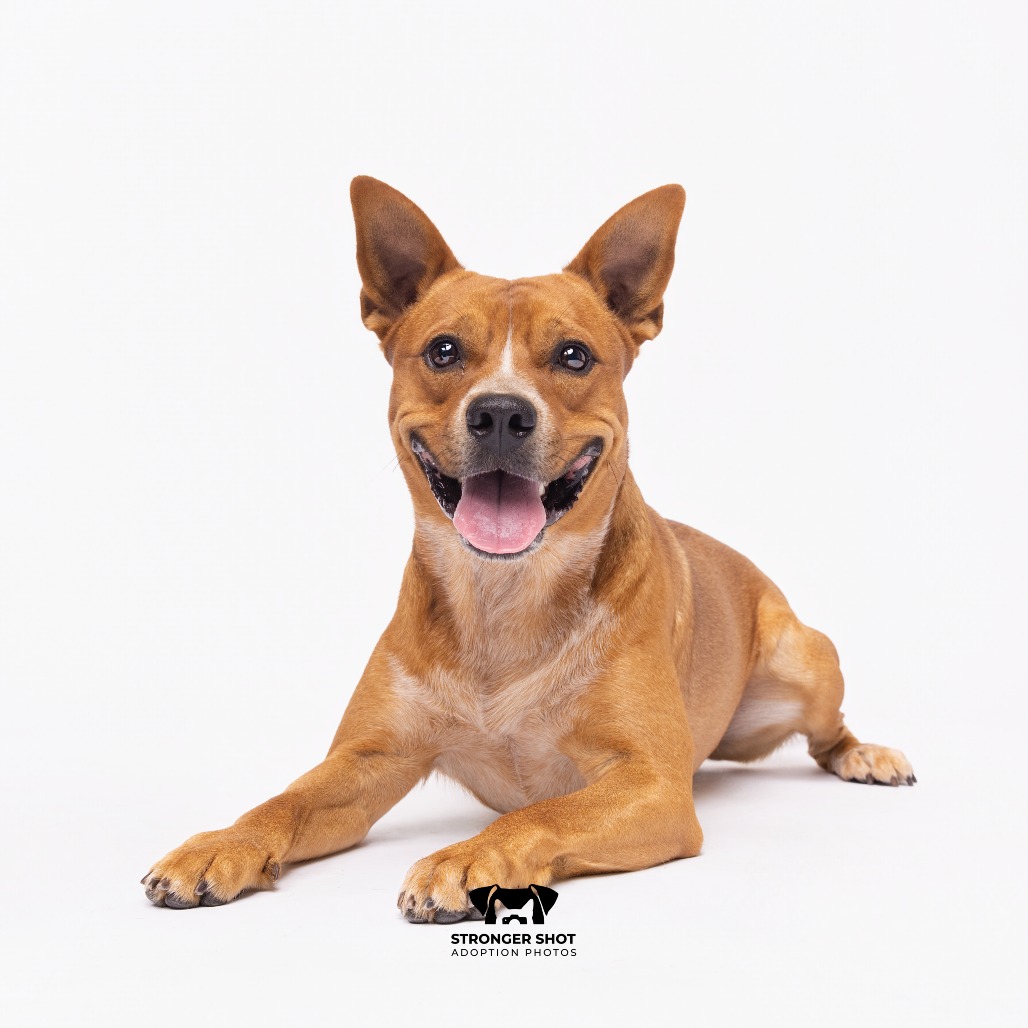 Shelter Stray Male Dog last seen , 3607 N Armenia Ave, Tampa, FL 33607, USA