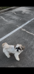 Lost Female Dog last seen Almeda Oak Houston Texas 77075, Houston, TX 77075