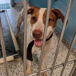 Shelter Stray Male Dog last seen , 1901 N 31st Ave, Hattiesburg, MS 39401, USA