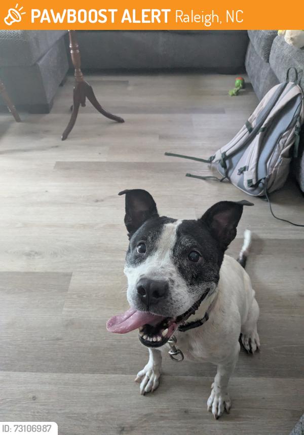 Found/Stray Female Dog last seen Kyle drive and Marthonna way, Raleigh, NC 27616