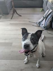 Found/Stray Female Dog last seen Kyle drive and Marthonna way, Raleigh, NC 27616