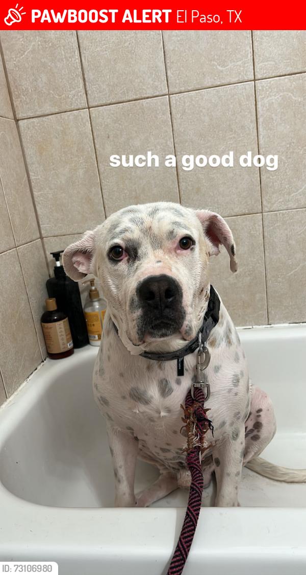 Lost Male Dog last seen Saul Kleinfeld Dr. / DickShinaut park, El Paso, TX 79936