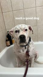 Lost Male Dog last seen Saul Kleinfeld Dr. / DickShinaut park, El Paso, TX 79936