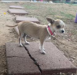 Lost Female Dog last seen Near Jackson Elementary School, Sanger, CA 93657