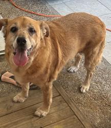 Reunited Unknown Dog last seen Countrywood, Memphis, TN 38016