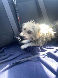 Found/Stray Male Dog last seen UCI Health, Los Alamitos, CA 90720