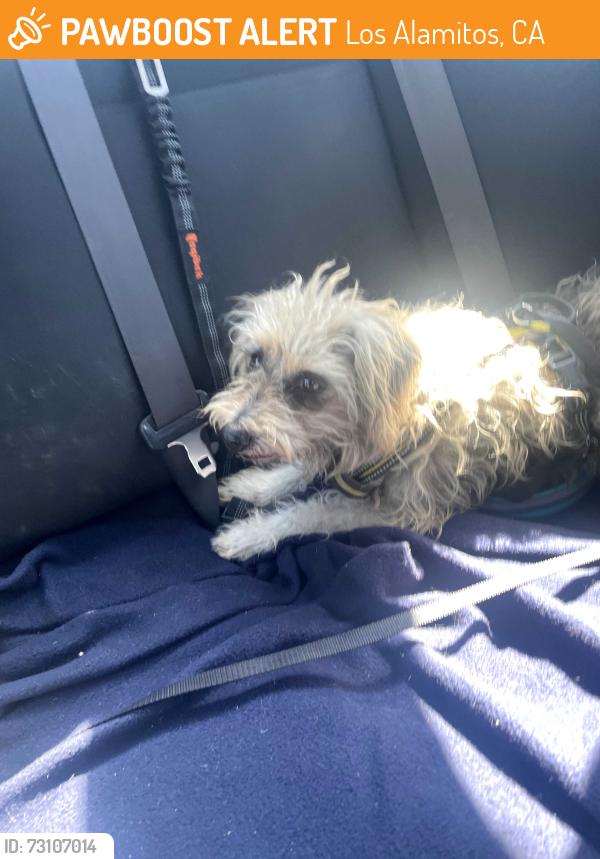 Found/Stray Male Dog last seen UCI Health, Los Alamitos, CA 90720
