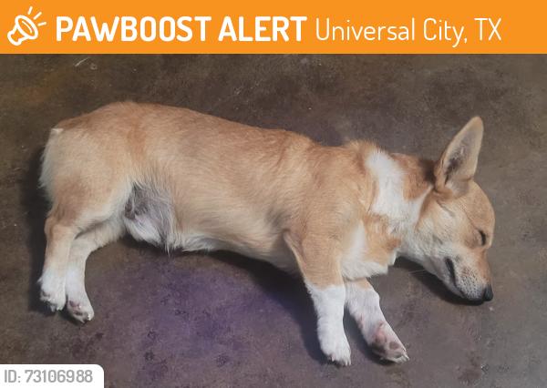Found/Stray Male Dog last seen Mathom Landing uc tx, Universal City, TX 78148