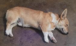 Found/Stray Male Dog last seen Mathom Landing uc tx, Universal City, TX 78148