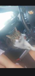 Lost Female Cat last seen Home /grapefruit rd, Palm Bay, FL 32909