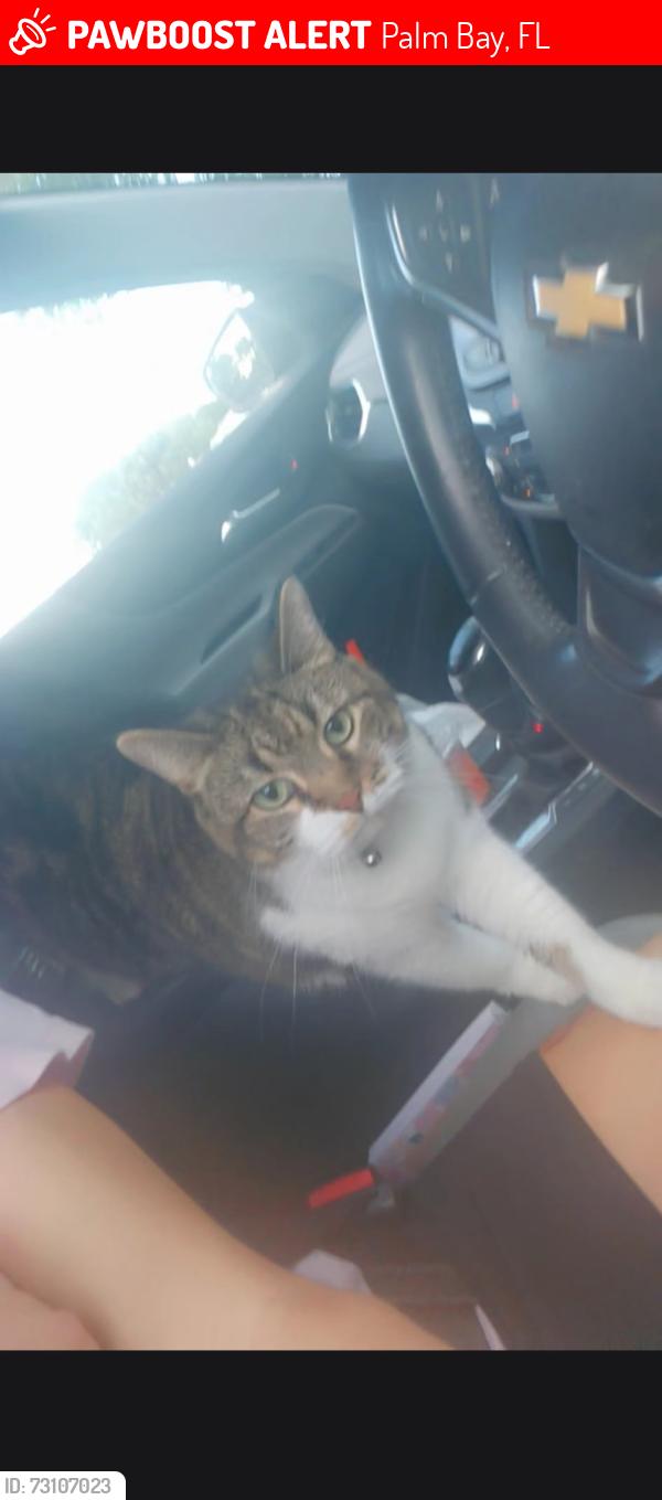 Lost Female Cat last seen Home /grapefruit rd, Palm Bay, FL 32909