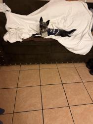 Reunited Male Dog last seen Home and Filmore, Bell, CA 90201
