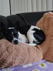 Reunited Female Dog last seen Near, Okeechobee, FL 34972