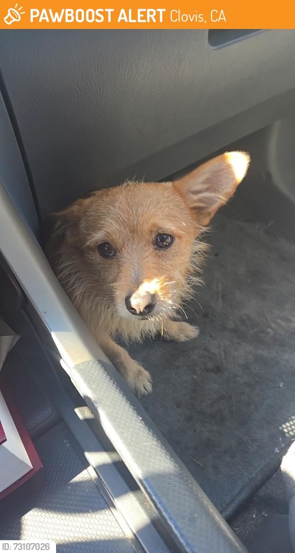 Found/Stray Male Dog last seen Peach and Villa, Clovis, CA 93612