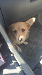 Found/Stray Male Dog last seen Peach and Villa, Clovis, CA 93612