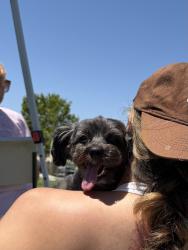 Lost Female Dog last seen Near San Lorenzo Street, Bernalillo, NM 87004