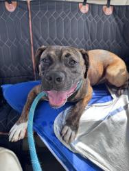Reunited Male Dog last seen N Lee Hwy & Anatole Road, Cleveland, TN 37312