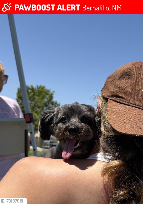Lost Female Dog last seen Near San Lorenzo Street, Bernalillo, NM 87004