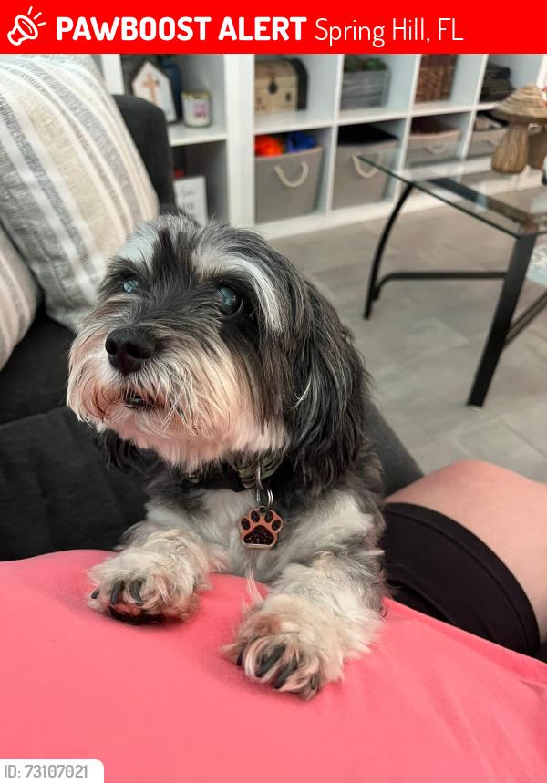 Lost Male Dog last seen Linden & Lema, Spring Hill, FL 34609