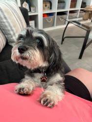 Lost Male Dog last seen Linden & Lema, Spring Hill, FL 34609