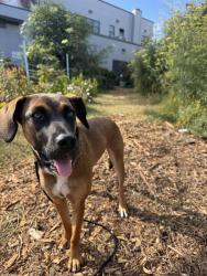 Found/Stray Female Dog last seen Sunset Ave x Lincoln blvd, Los Angeles, CA 90291