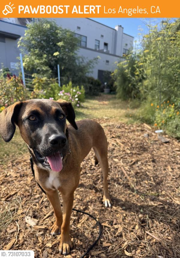 Found/Stray Female Dog last seen Sunset Ave x Lincoln blvd, Los Angeles, CA 90291