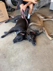 Found/Stray Female Dog last seen First and nees, Fresno, CA 93720
