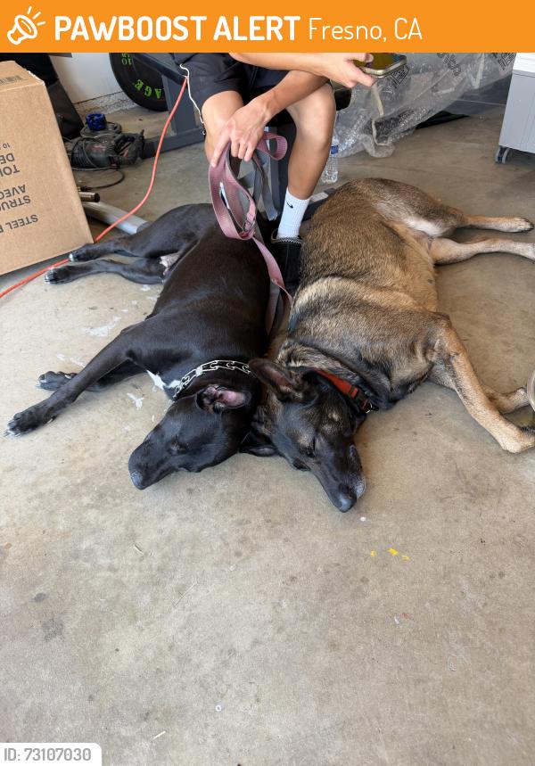 Found/Stray Female Dog last seen First and nees, Fresno, CA 93720