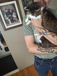 Found/Stray Male Cat last seen Near Barron Winnipeg, Winnipeg, MB R3K 0G5
