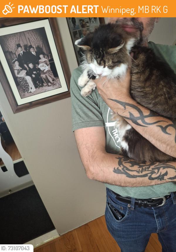 Found/Stray Male Cat last seen Near Barron Winnipeg, Winnipeg, MB R3K 0G5