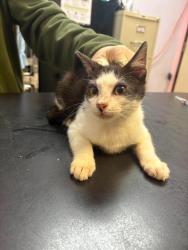 Shelter Stray Male Cat last seen Bexar County, 3353 Morningside Dr, New Braunfels, TX 78132, USA