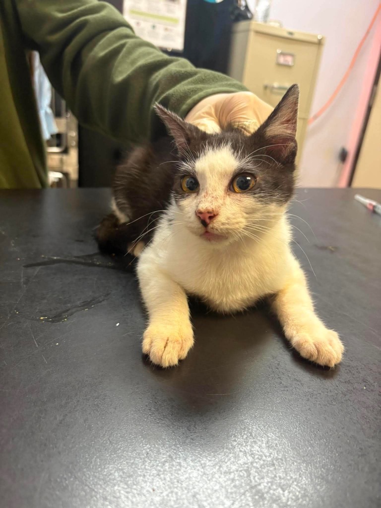 Shelter Stray Male Cat last seen Bexar County, 3353 Morningside Dr, New Braunfels, TX 78132, USA