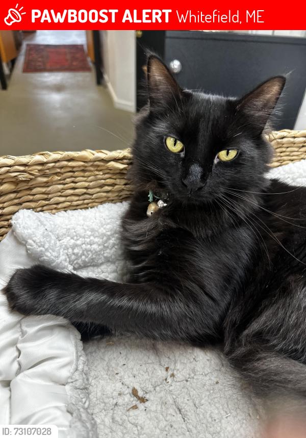 Lost Male Cat last seen Cooper mills, Whitefield, ME 04353