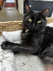 Lost Male Cat last seen Cooper mills, Whitefield, ME 04353