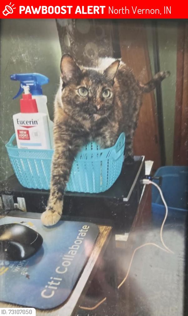 Lost Female Cat last seen Gum Street, North Vernon, IN 47265
