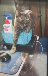 Lost Female Cat last seen Gum Street, North Vernon, IN 47265