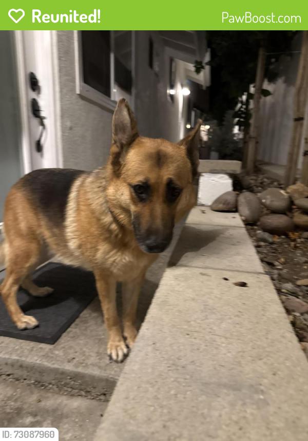 Reunited Female Dog last seen Woodward and McGroarty, Los Angeles, CA 91040