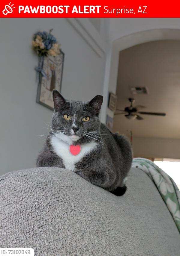 Lost Female Cat last seen Near my house 112th drive off in Canyon ridge west neighborhoodAvenue of the Arts, Surprise, AZ 85378