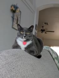 Lost Female Cat last seen Near my house 112th drive off in Canyon ridge west neighborhoodAvenue of the Arts, Surprise, AZ 85378