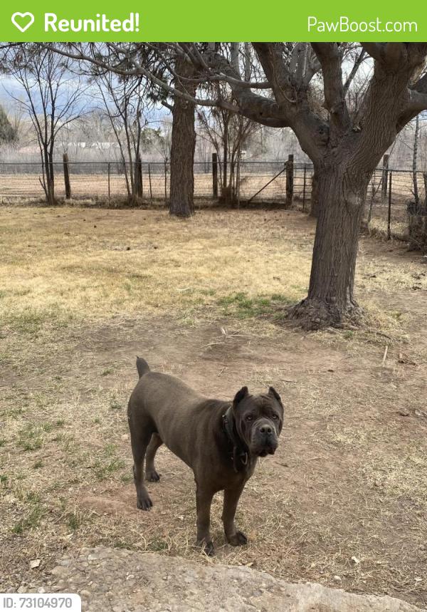 Reunited Male Dog last seen Joe Sanchez rd Sw and Blake rd sw, Albuquerque, NM 87105