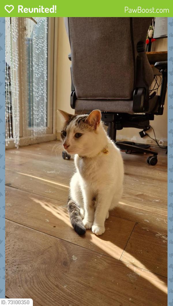 Reunited Male Cat last seen Bradley street, Cardiff, Wales CF24
