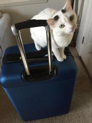 Lost Female Cat last seen Valencia bancroft, Spring Valley, CA 91977