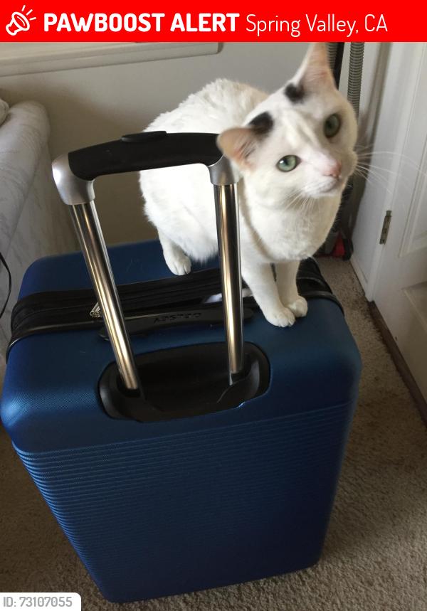 Lost Female Cat last seen Valencia bancroft, Spring Valley, CA 91977