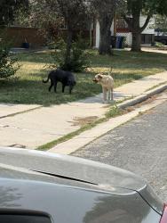 Found/Stray Unknown Dog last seen Dotsero and Julianna dr, Loveland, CO 80537