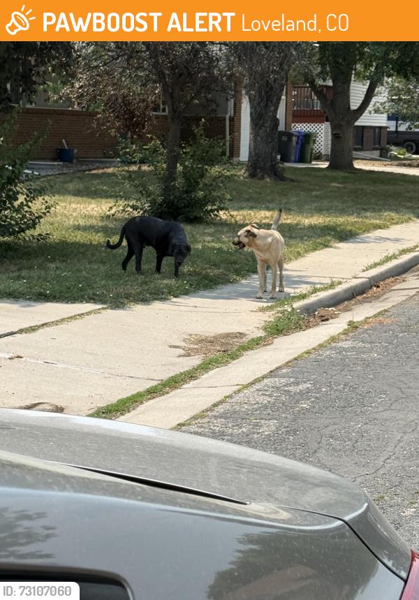 Found/Stray Unknown Dog last seen Dotsero and Julianna dr, Loveland, CO 80537