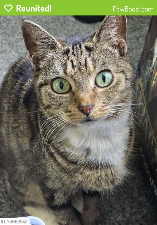 Reunited Female Cat last seen Near Clinton Walk, Broomhall, Sheffield S10 2EE, UK, Broomhall, England S10 2EE
