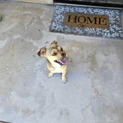 Reunited Male Dog last seen Seal Beach/ Campbell Ct, Hesperia, CA 92344