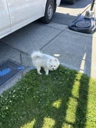 Found/Stray Unknown Dog last seen Dutch bros coffee, Des Moines, WA 98003