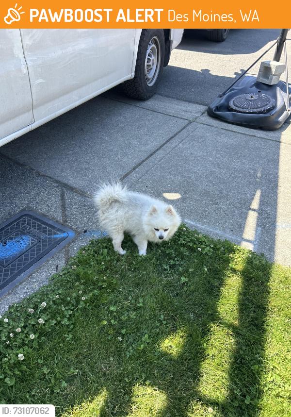 Found/Stray Unknown Dog last seen Dutch bros coffee, Des Moines, WA 98003