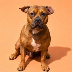 Shelter Stray Male Dog last seen Near BLOCK MC MILLAN, 2020 Forest St, Jacksonville, FL 32204, USA
